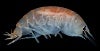 amphipod