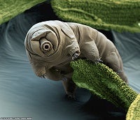 Tardigrade in moss. (Source: NASA)