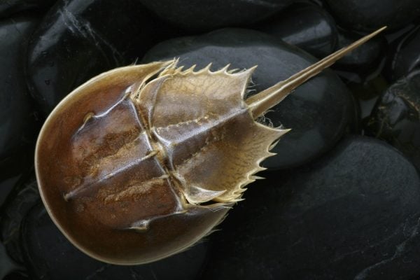 Horseshoe Crab