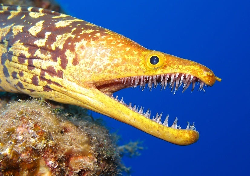 MorayEel