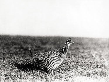 heath hen