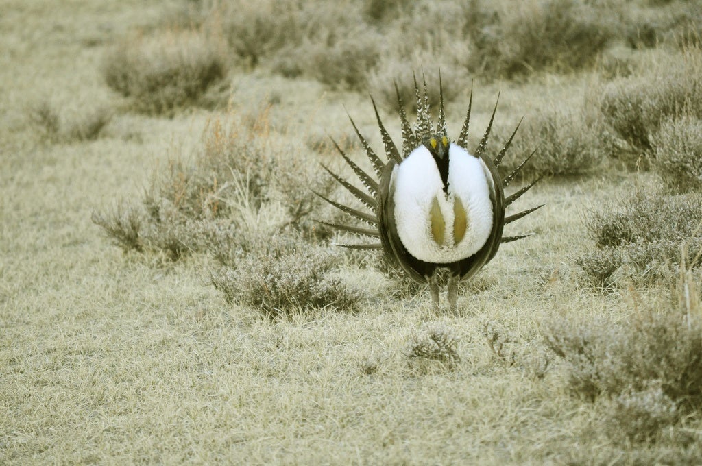 heath hen