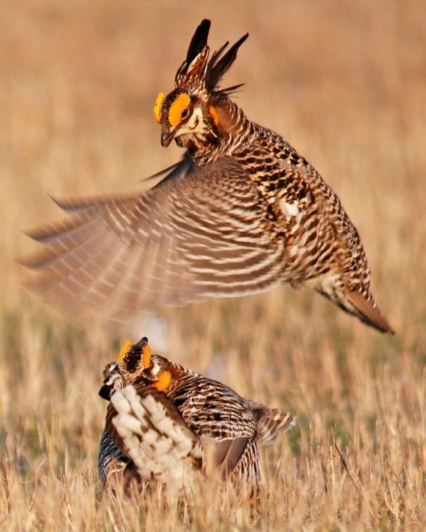 heath hen