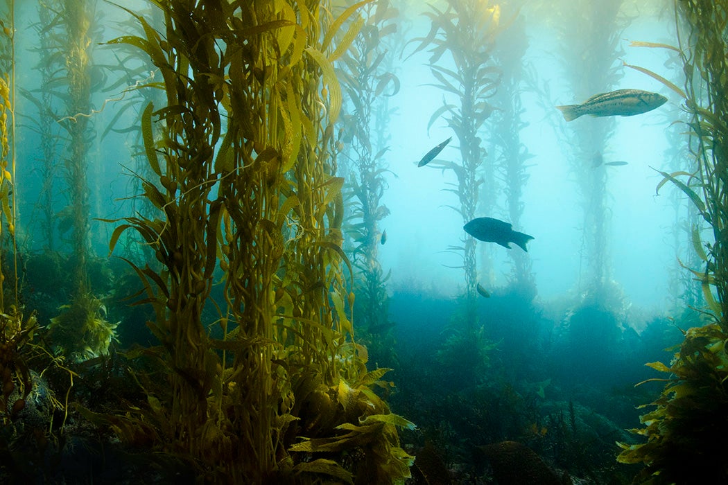 Fish swimming in underwater kelp forest