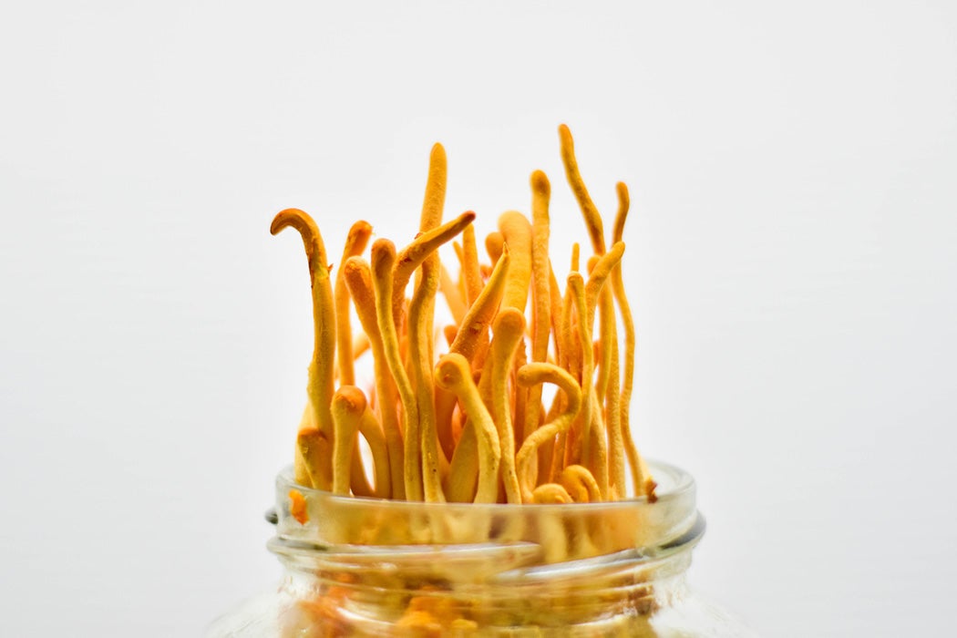 Cordyceps militaris