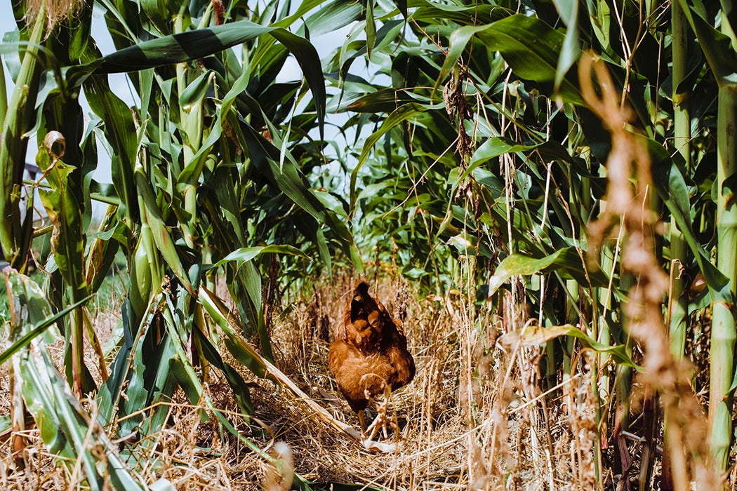 Rear view of a hen walking in a corn field