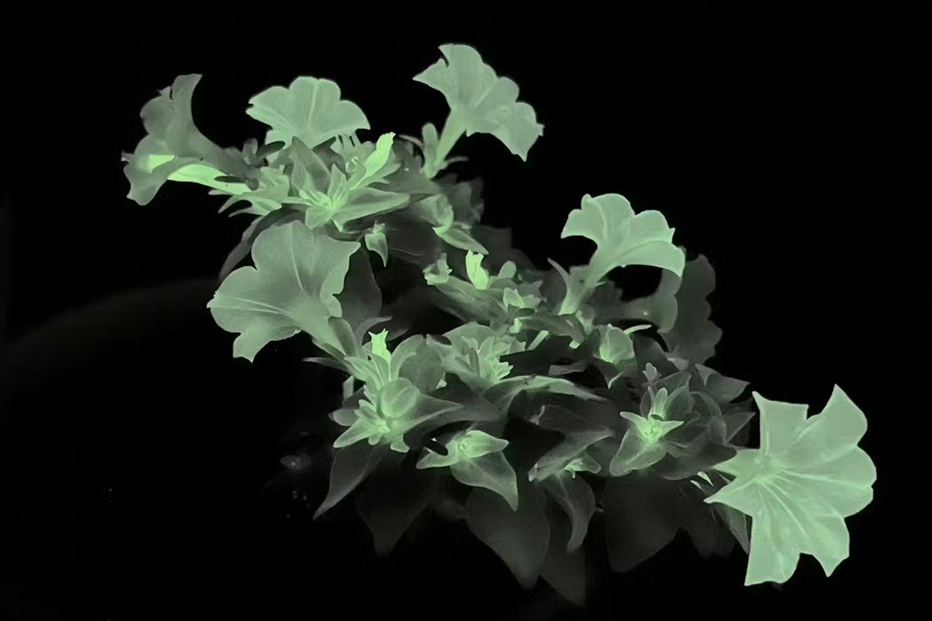 The firefly petunia is genetically engineered to glow in the dark.