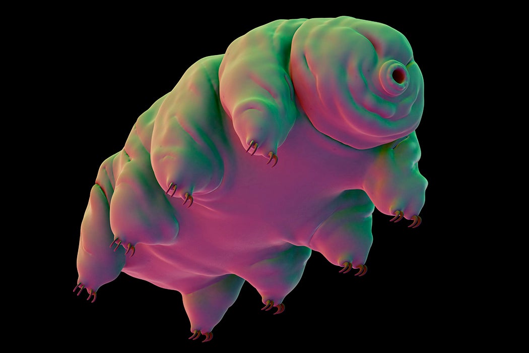 Tardigrade