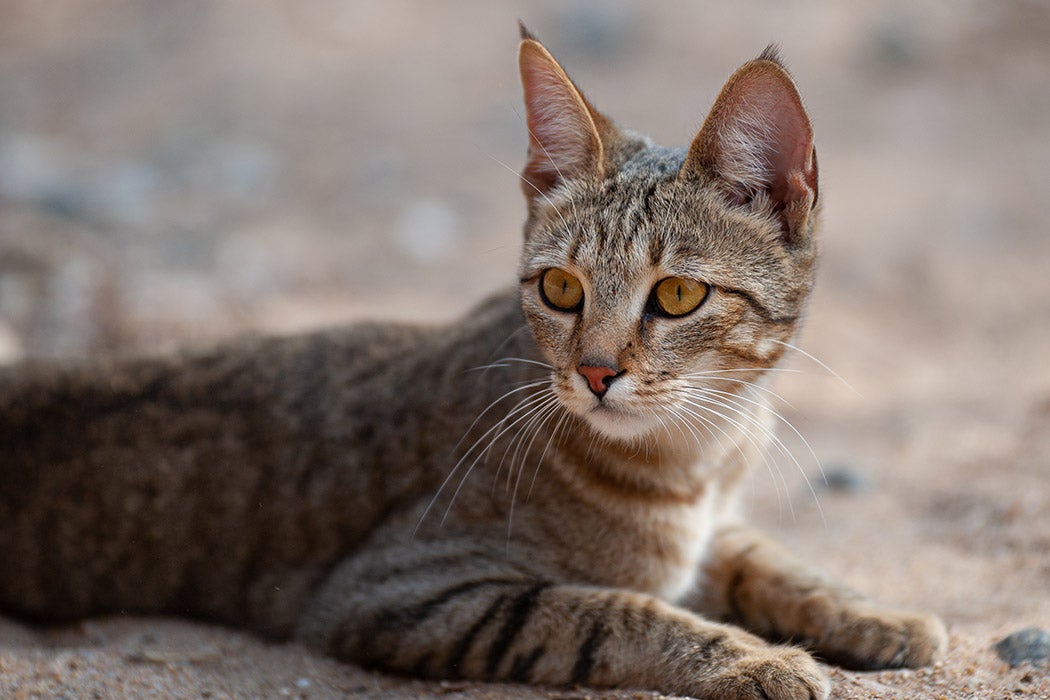 A Female African Wildcat seen on a safari in South Africa