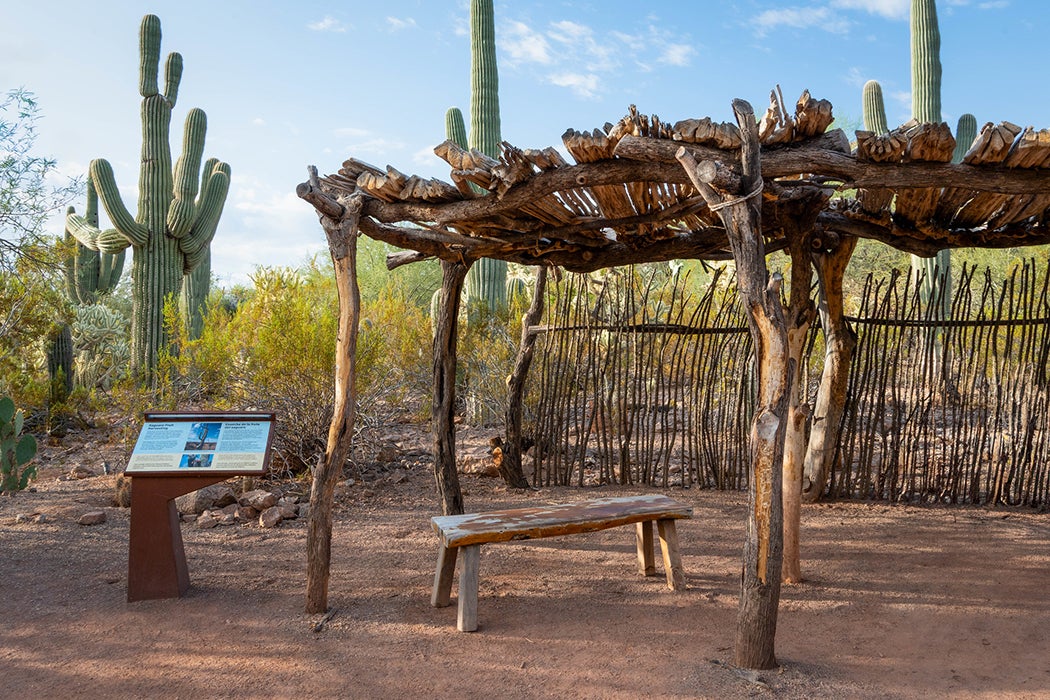 A ramada built by the Tohono O’odham using saguaro ribs at the Desert Botanical Garden in Phoenix, Arizona. 