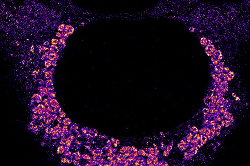 Source: L. Andronov et al / Nature Communications 2024