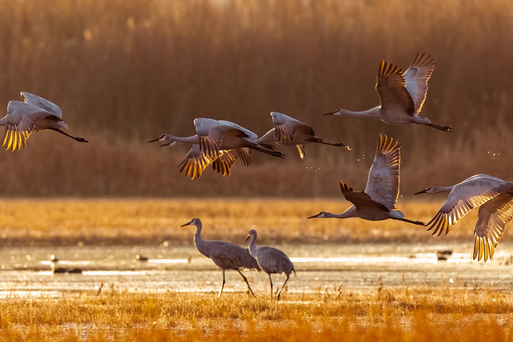 Sandhill Cranes