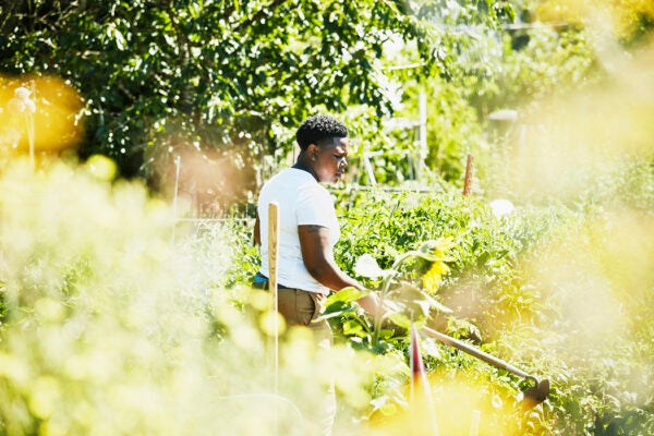 Woman tending to vegetable beds while working on a farm