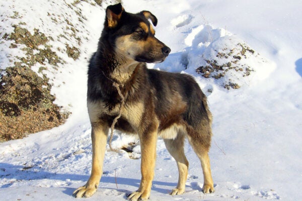 A dog in Gorkhi-Terelj National Park, Mongolia