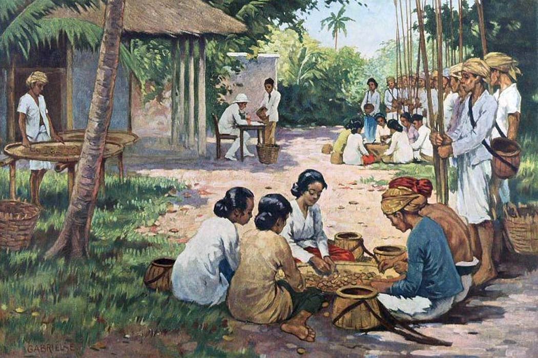 A nutmeg farm in the Maluku Islands