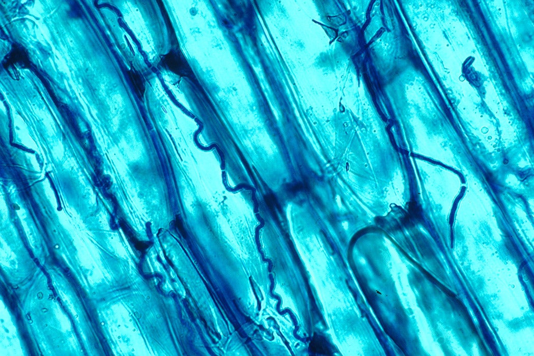 Blue-stained serpentine Neotyphodium coenophialum mycelia inhabiting the intercellular spaces of tall fescue leaf sheath tissue. Magnified 400x.