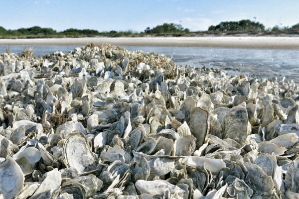 An old oyster bed now lying exposed on a beach in South Carolina. The oysters are no longer alive, but many shells remain in their original position.