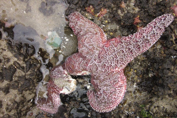 The leg of this purple ochre sea star in Oregon is disintegrating, as it dies from sea star wasting syndrome. Photo by Elizabeth Cerny-Chipman, courtesy of Oregon State University.