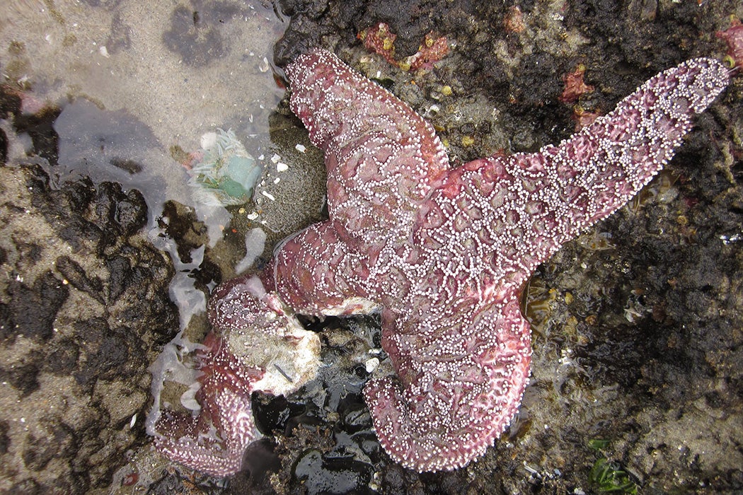 The leg of this purple ochre sea star in Oregon is disintegrating, as it dies from sea star wasting syndrome. Photo by Elizabeth Cerny-Chipman, courtesy of Oregon State University.