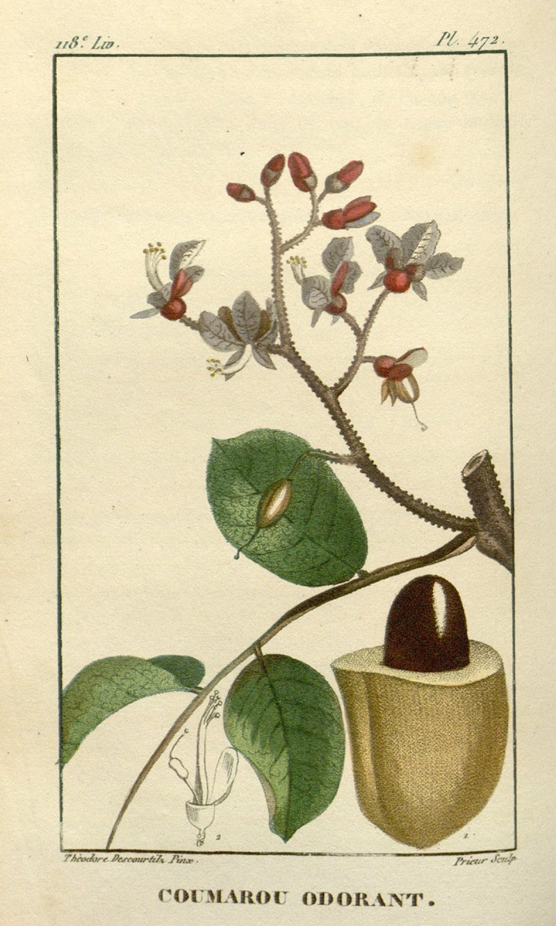 Botanical illustration of Dipteryx odorata.