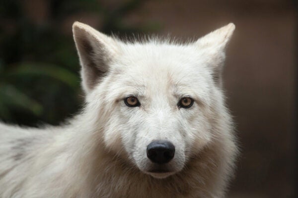 Arctic wolf