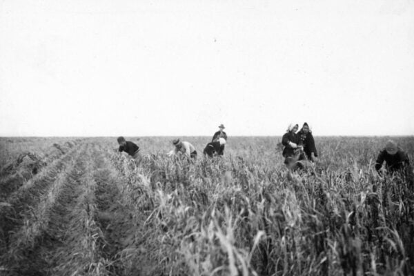 Japanese settlers harvesting millet in Northern Manchuria