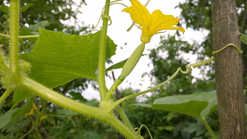 Cucumis sativus flower